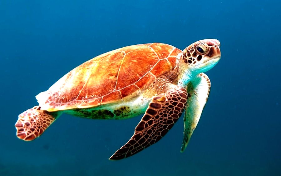 Eco Marine Experience — Ocean Friends Tenerife
