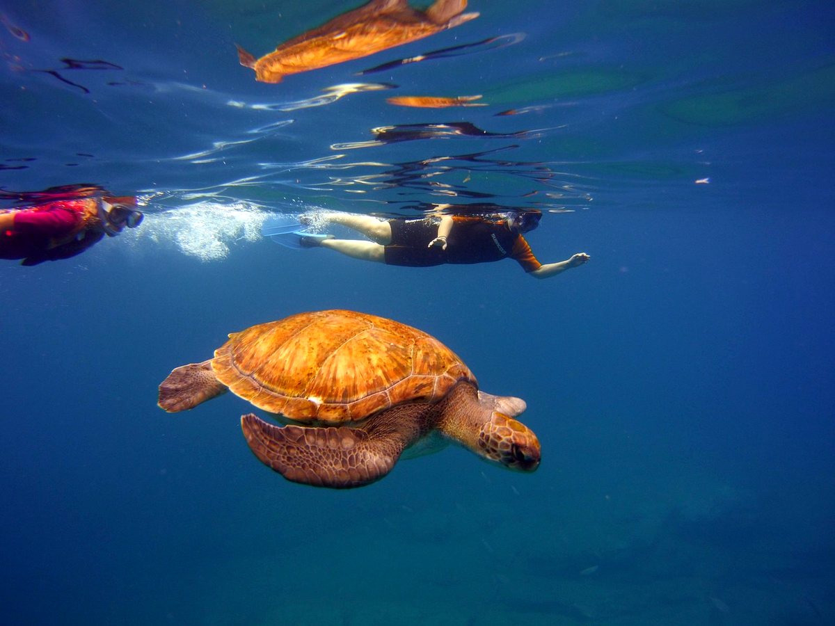 Snorkel Experience — Ocean Friends Tenerife