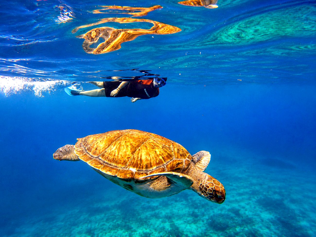 Private Snorkel + Boat — snorkel Ocean Friends Tenerife